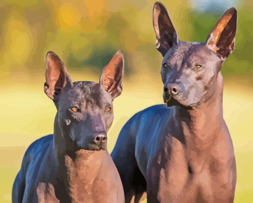 Hairless Dog Paint By Numbers