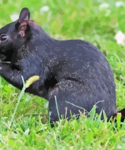 Black Squirrel Paint By Numbers