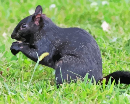 Black Squirrel Paint By Numbers