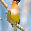 Cedar Waxwing Paint By Numbers