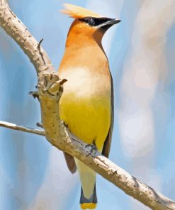 Cedar Waxwing Paint By Numbers