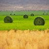 Hay Bales Paint By Numbers