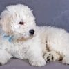 Komondor Puppy Paint By Numbers