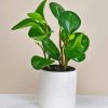 Peperomia Plant Paint By Numbers