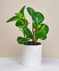 Peperomia Plant Paint By Numbers