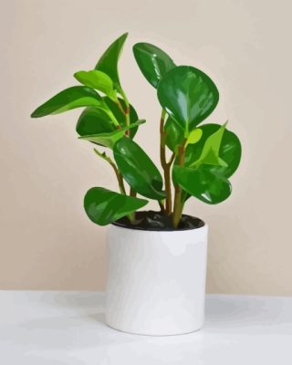 Peperomia Plant Paint By Numbers