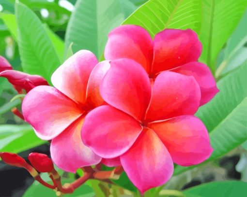 Frangipani Flowers Paint By Numbers