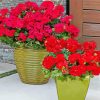 Geraniums In Pots Paint By Numbers