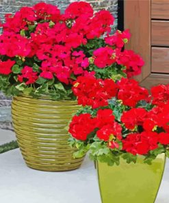 Geraniums In Pots Paint By Numbers