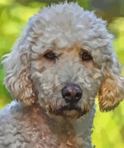 Goldendoodle Puppy Paint By Numbers