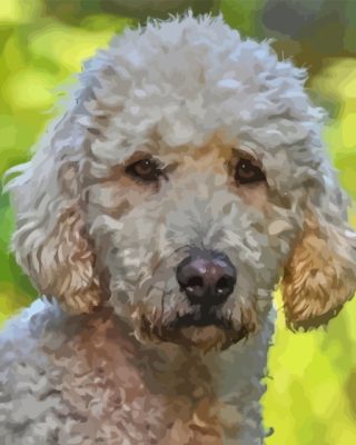 Goldendoodle Puppy Paint By Numbers