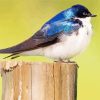 Swallow Bird Paint By Numbers