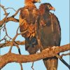 Wedge Eagle Birds Paint By Numbers