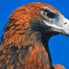 Wedge Eagle Paint By Numbers