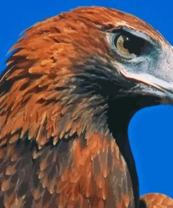 Wedge Eagle Paint By Numbers