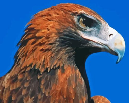 Wedge Eagle Paint By Numbers