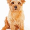 Norfolk Terrier Paint By Numbers