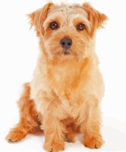 Norfolk Terrier Paint By Numbers