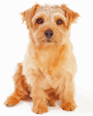 Norfolk Terrier Paint By Numbers