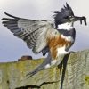 Belted Kingfisher Paint By Numbers