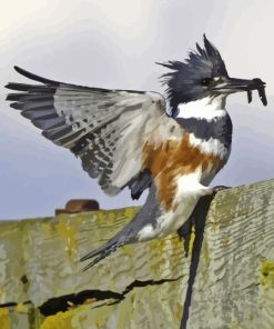 Belted Kingfisher Paint By Numbers