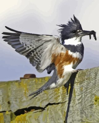 Belted Kingfisher Paint By Numbers