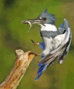 Kingfisher Fishing Paint By Numbers