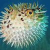 Blowfish In Sea Paint By Numbers