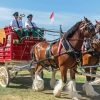 Budweiser Clydesdales Paint By Numbers