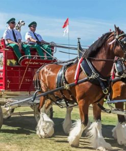 Budweiser Clydesdales Paint By Numbers