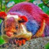 COLORFUL SQUIRREL Paint By Numbers