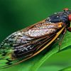 Cicadas Insect Paint By Numbers