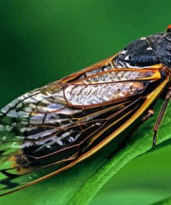 Cicadas Insect Paint By Numbers