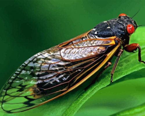 Cicadas Insect Paint By Numbers