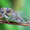 Cicadas Paint By Numbers