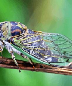 Cicadas Paint By Numbers