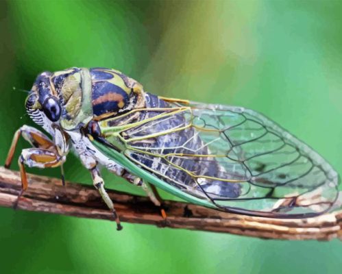 Cicadas Paint By Numbers