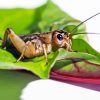 Cricket On Leaf Paint By Numbers