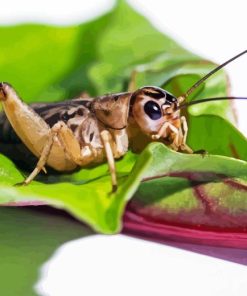 Cricket On Leaf Paint By Numbers