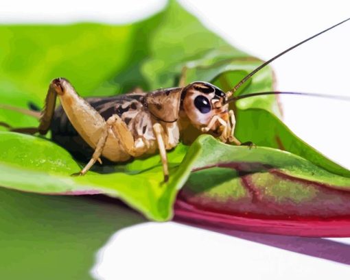 Cricket On Leaf Paint By Numbers