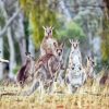 Eastern Kangaroos Paint By Numbers