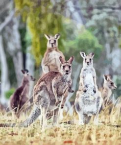 Eastern Kangaroos Paint By Numbers