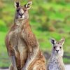 Grey Kangaroos Paint By Numbers