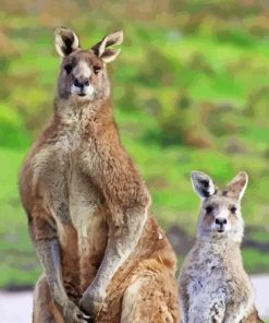 Grey Kangaroos Paint By Numbers