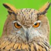 Eurasian Owl Bird Paint By Numbers