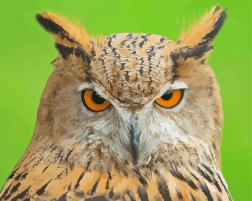 Eurasian Owl Bird Paint By Numbers