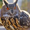 Eurasian Eagle Owl Paint By Numbers