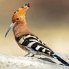 Hoopoe Bird Paint By Numbers