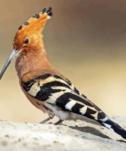 Hoopoe Bird Paint By Numbers