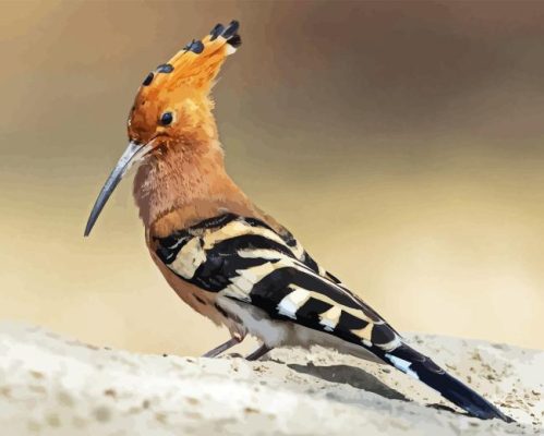 Hoopoe Bird Paint By Numbers